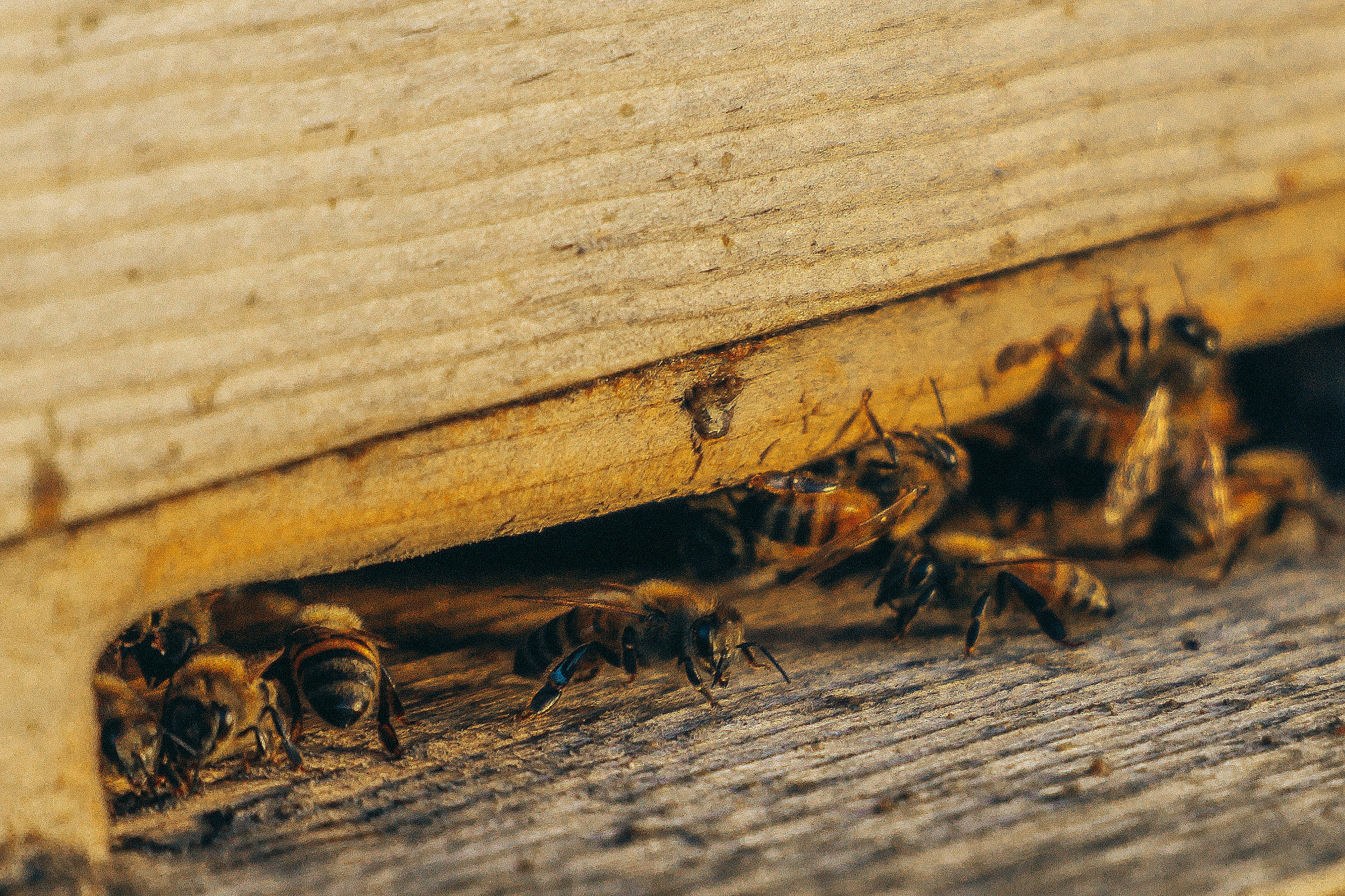 Professional pest control technician